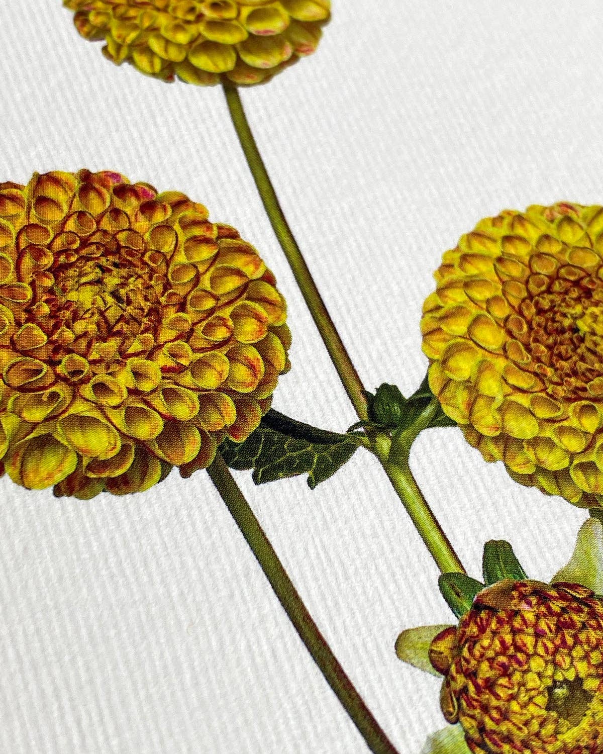 Canonbury Press Dahlia Greeting Card