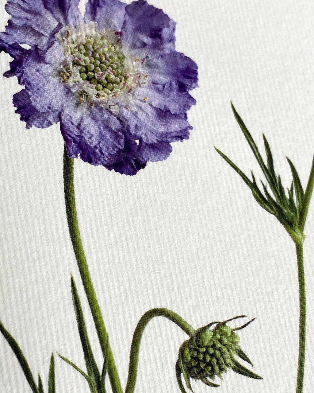 Canonbury Press Scabiosa Greeting Card