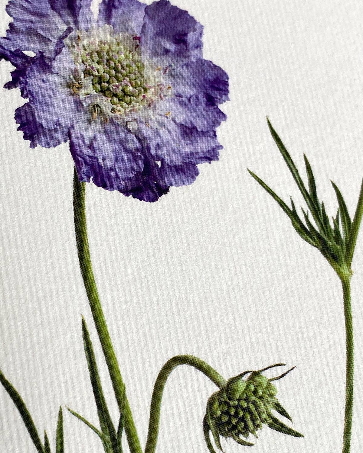 Canonbury Press Scabiosa Greeting Card