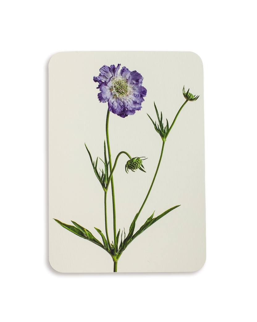 Canonbury Press Scabiosa Greeting Card