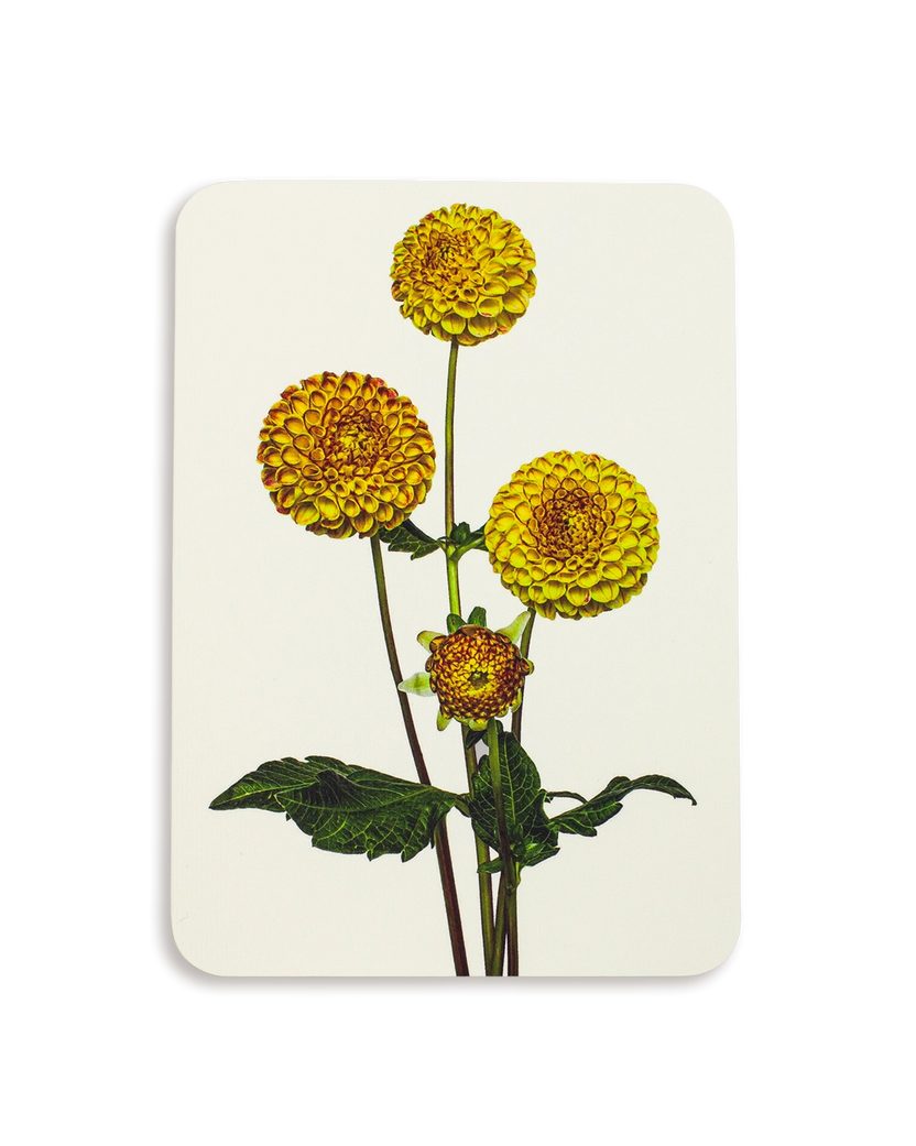 Canonbury Press Dahlia Greeting Card