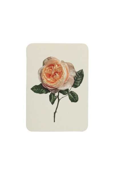 Canonbury Press London Card Vintage-style illustration of a rose on a white background