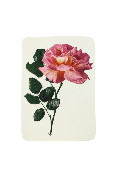 Canonbury Press London Rose Cards