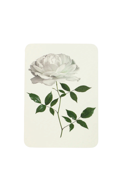 Canonbury Press London Rose Cards