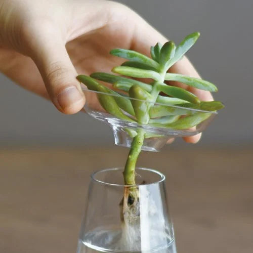 Person holding a small plant in a clear plastic cup over a glass container.